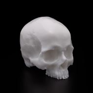 APOF Skull